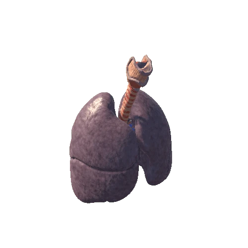 lungs NO animation